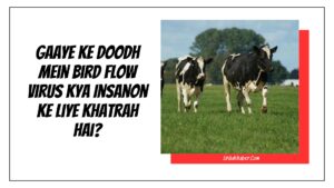 Gaaye Ke Doodh Mein Bird Flow Virus Kya Insanon Ke Liye Khatrah Hai?