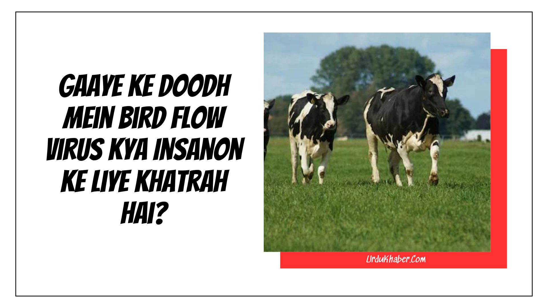 Gaaye Ke Doodh Mein Bird Flow Virus Kya Insanon Ke Liye Khatrah Hai?