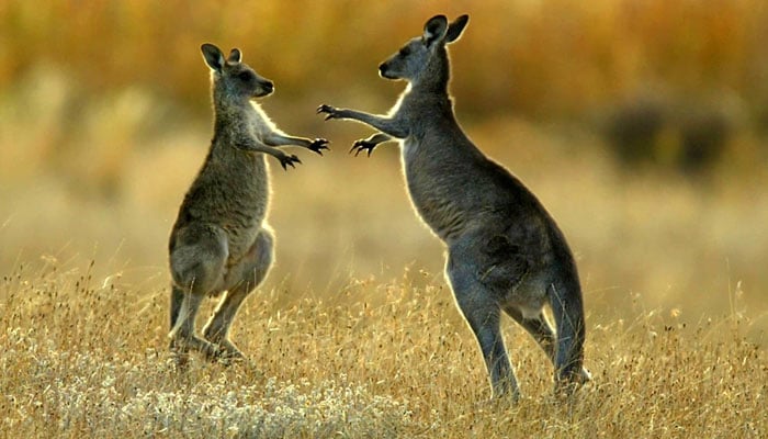 Two young kangaroos dance around each other as they fight in Namagi National Park near Australia's capital, Canberra. — Reuters/File