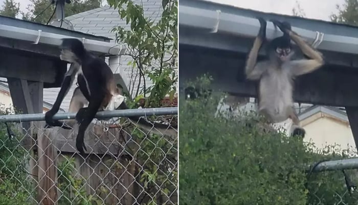 An escaped spider monkey pet was photographed by Animal Care Services as it flew from rooftop to rooftop in a neighborhood. - Animal Care Services (ACS)/File