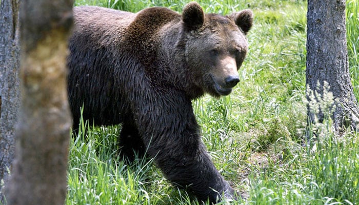 Les angles, a bear in Southwestern France - AFP