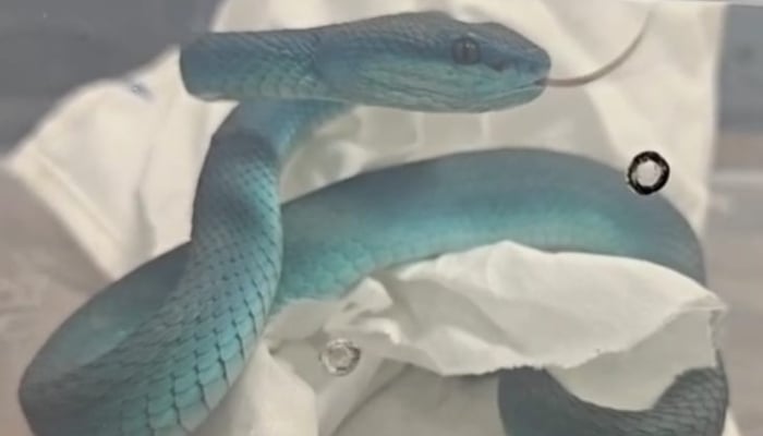 A pit wiper snake caught by the Mumbai Customs Police on 1 June 2025. - X/@mumbaicus3