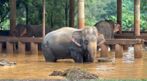 Elephants Are Not People: US Court Rules in Landmark Zoo Case